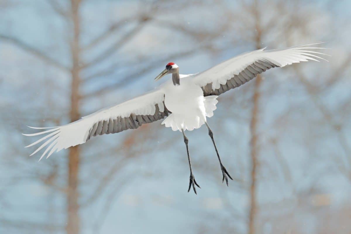 Crane in fly. Winter Japan. Flying White bird Red-crowned crane, Grus japonensis, with open wing, with snow storm, Hokkaido, Japan. Wildlife scene from the winter Japan. Cold winter with big white fly